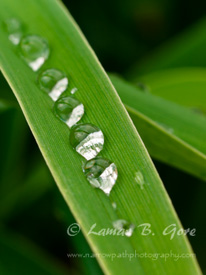 Droplets of Life
