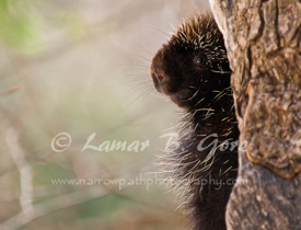 Peering Porcupine