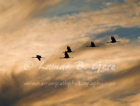 Sandhill Cranes Off to Roost