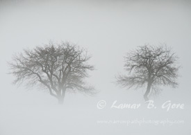 Trees of Mist